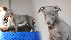 7weeks-Bazyl