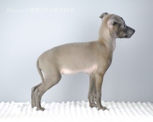 8w-Eirwen
