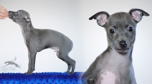 D-Dusty-8weeks