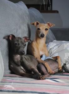 Dusty&Leya