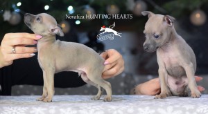 hunting-hearts