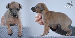 c-cinnamon-1m