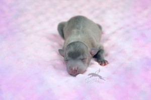 girl-pink-malutka