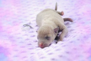 girl-violet