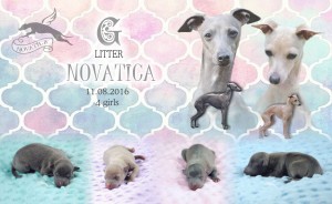 litter annoncement