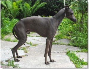 stefek